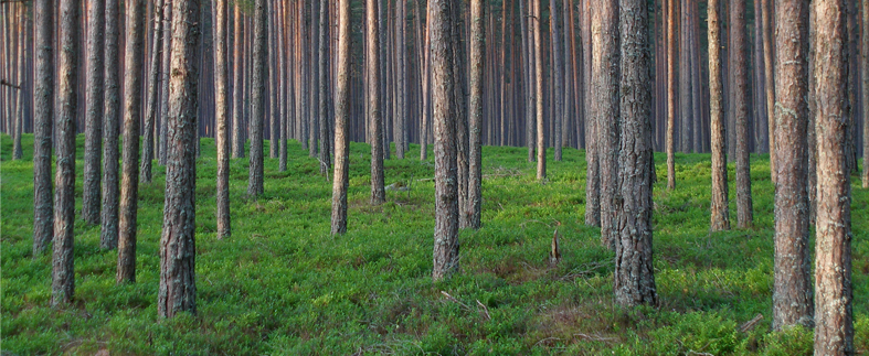 Eriwood är en av sveriges största grossister inom sågade och vidareförädlade trävaror